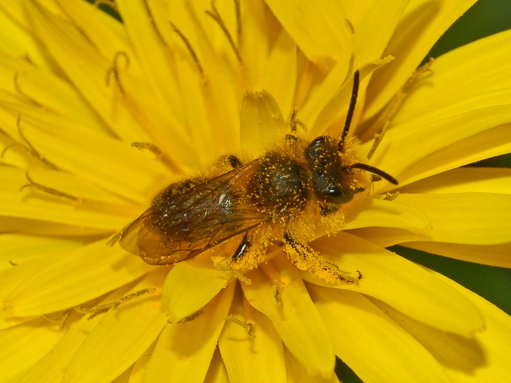 Maschio di Andrena sp.